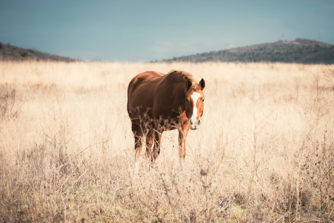 Adorable Baby Horse: A New Addition to the Stable